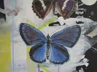 Lepidoptera by Mary Lottridge