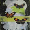 Three Postman Butterfly, 20" x 27", acrylic on mylar by Mary Lottridge