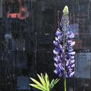 Lupin 2, 20" x 20", acrylic on wood cradle